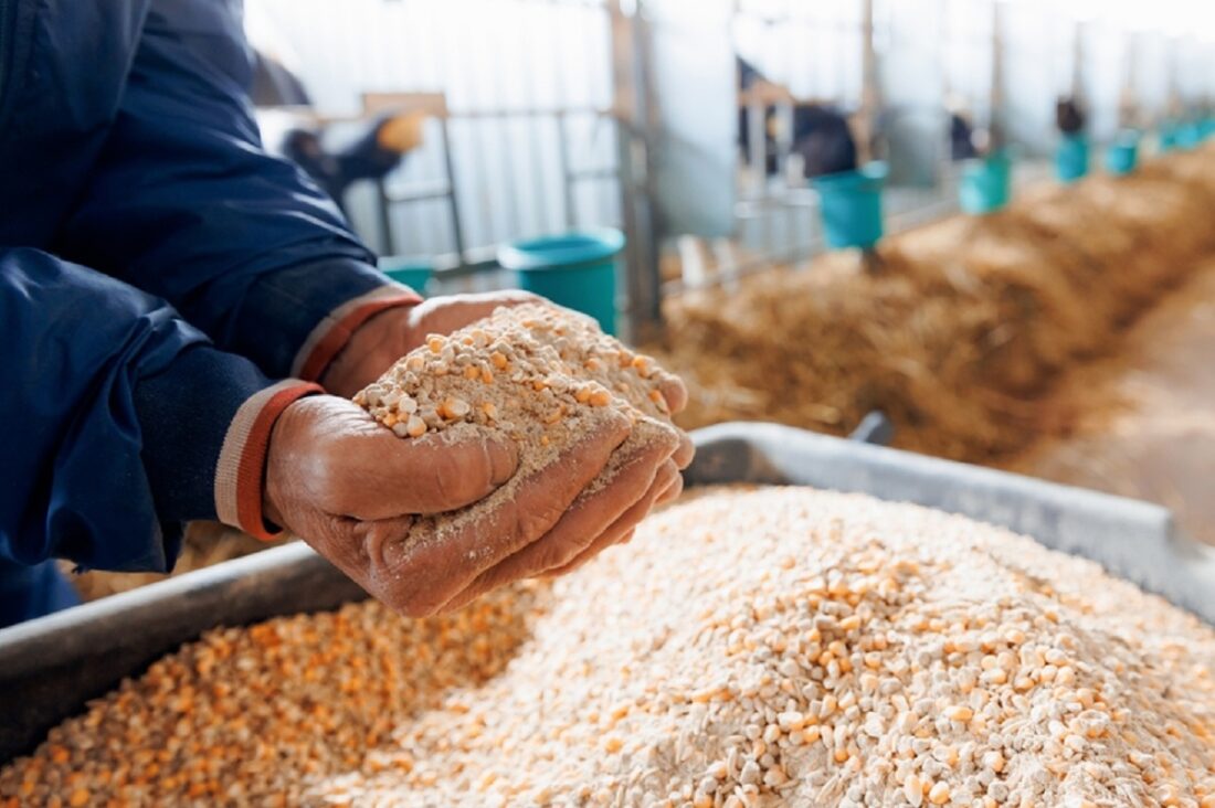 Farmer,Holding,Organic,Mixture,Food,Of,Corn,And,Wheat,And